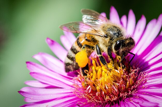 Close-up of bee on purple flower