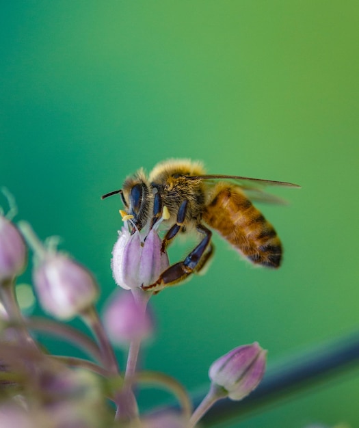 Photo close-up of bee on purple flower