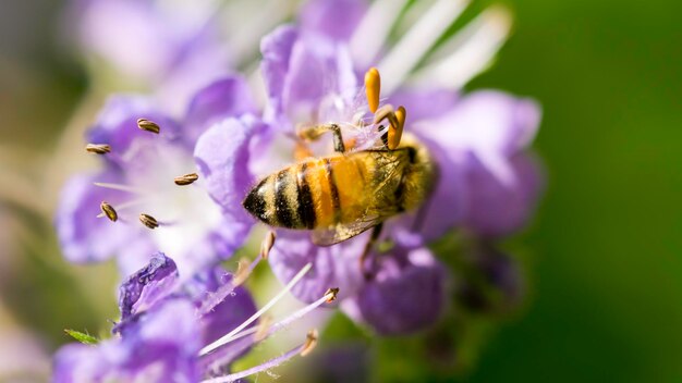 Close-up of bee on purple flower