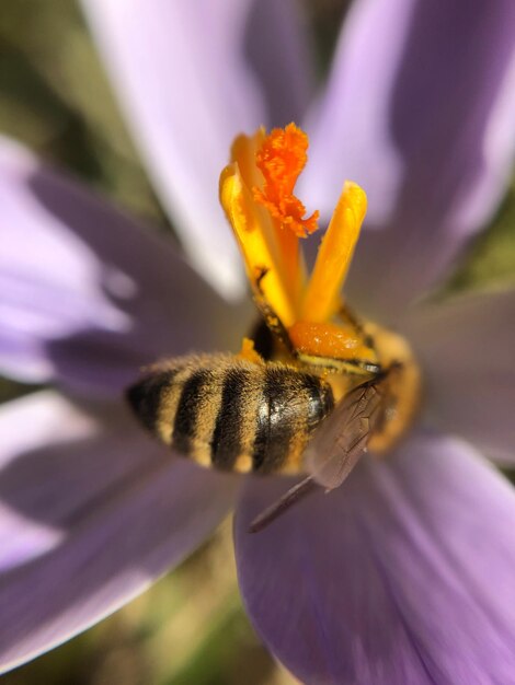 Foto close-up di un'ape su un fiore viola