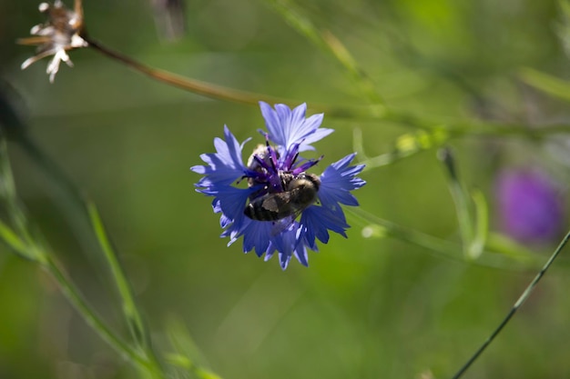 Photo close-up of bee on purple flower