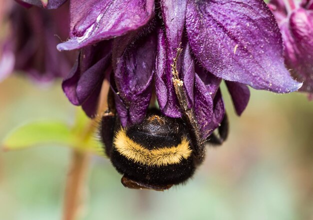 Foto prossimo piano di un'ape su una pianta a fiori viola