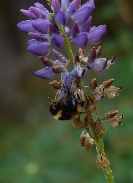 Close-up of bee on purple flowering plant