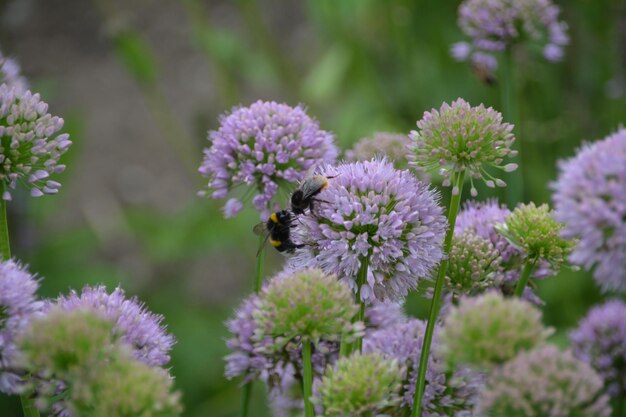 Close-up of bee on purple flowers