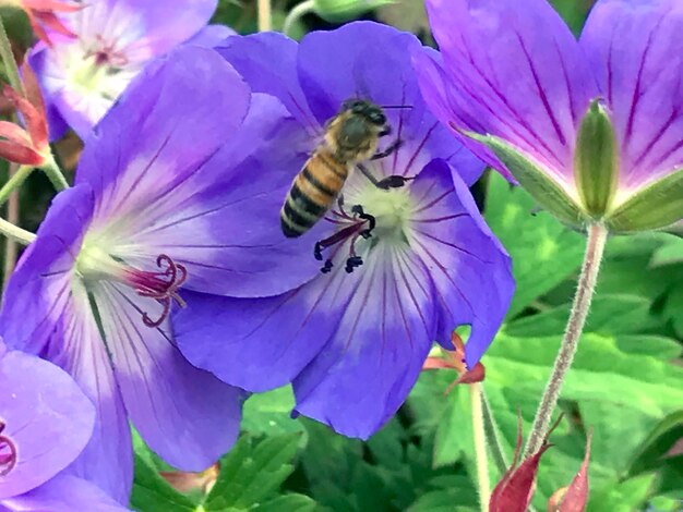 Close-up of bee on purple flowers