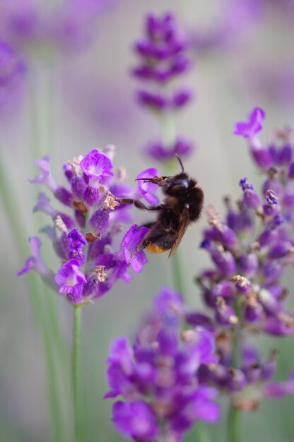 Close-up of bee on purple flowers