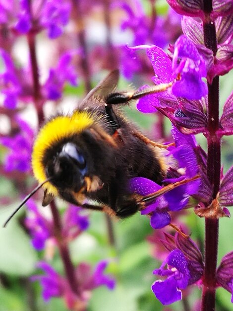 Close-up of bee on purple flowers