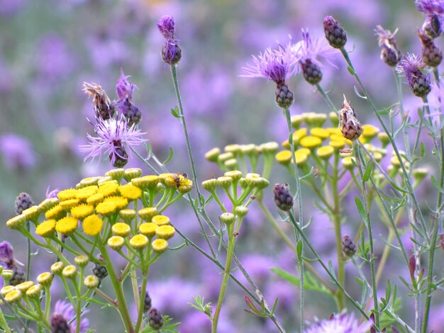 Close-up of bee on purple flowers