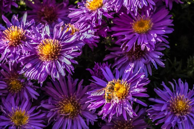 Close-up of bee on purple flowers