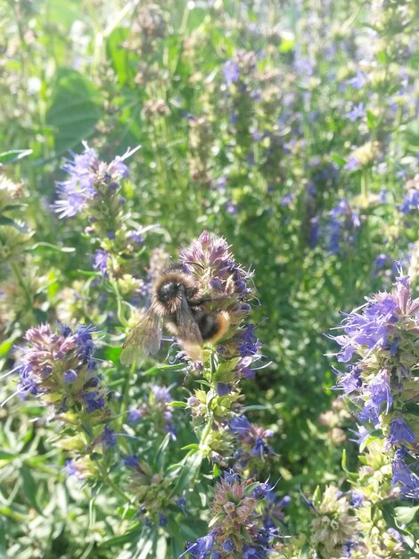 Close-up of bee on purple flowers