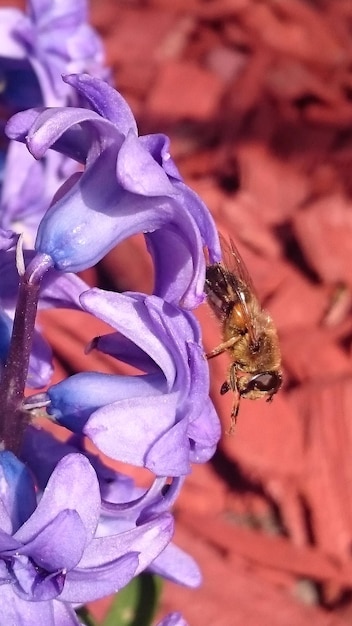 Close-up of bee on purple flowers