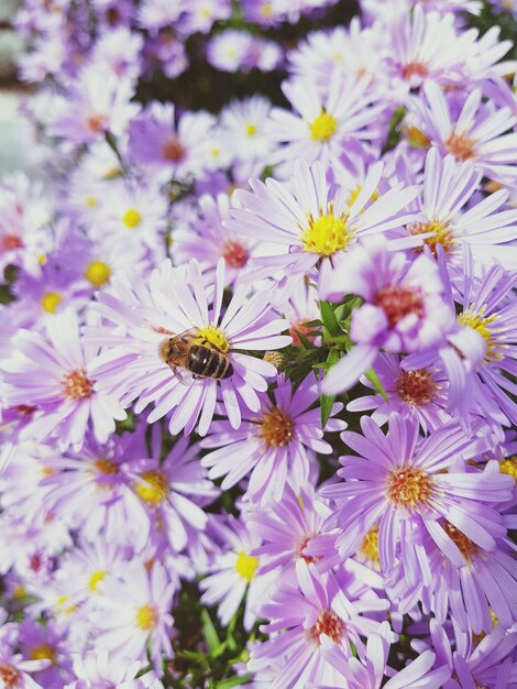 Close-up of bee on purple flowers