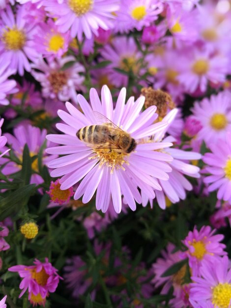 Close-up of bee on purple flowers