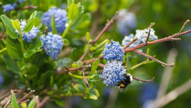 Foto prossimo piano di un'ape su fiori viola