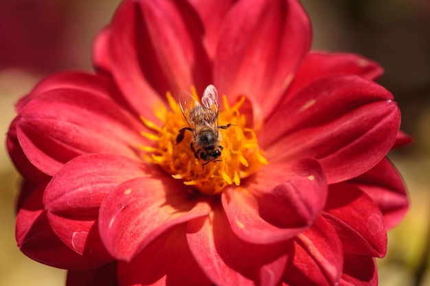 Close-up of bee on red flower