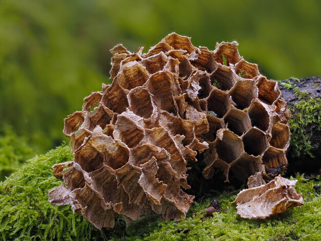 Photo close-up of bee on rock