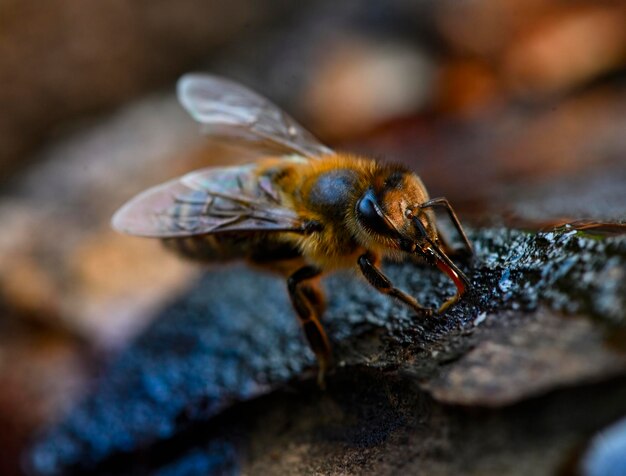 Close-up of bee on rock