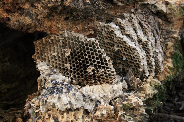 Foto prossimo piano di un'ape sulla roccia