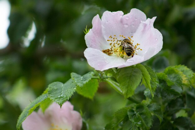 Close-up of bee on rose blooming outdoors