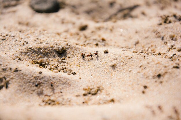 Photo close-up of bee on sand