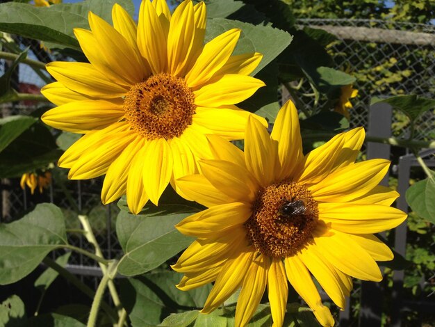 Foto close-up di un'ape sul girasole in fiore nel campo