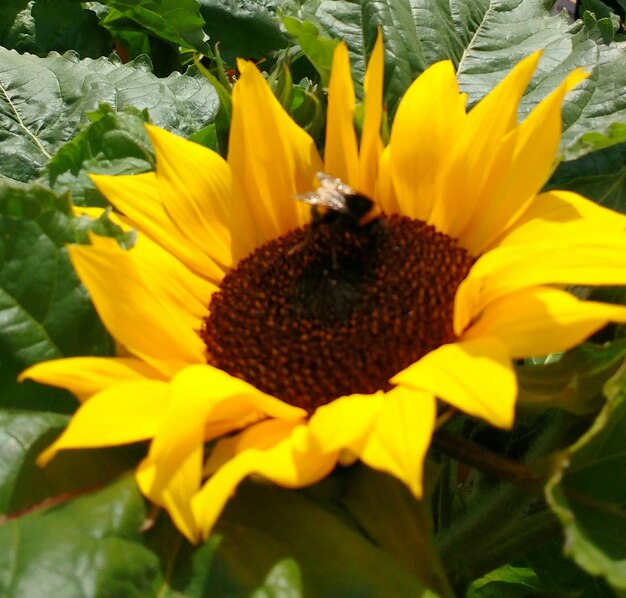 Close-up of bee on sunflower blooming outdoors