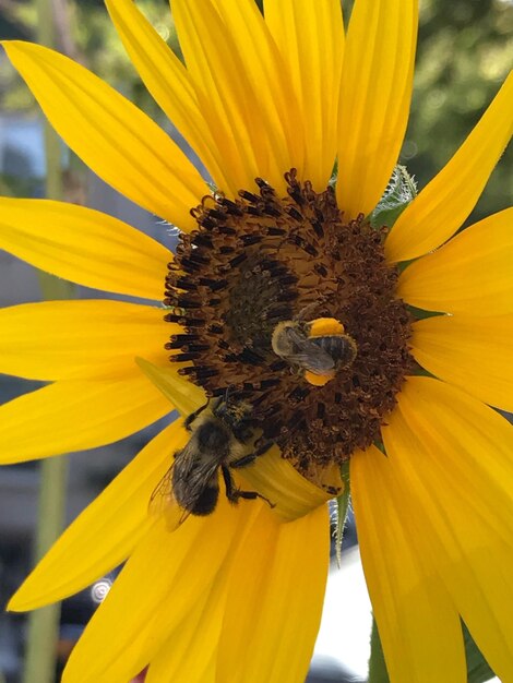 Close-up of bee on sunflower