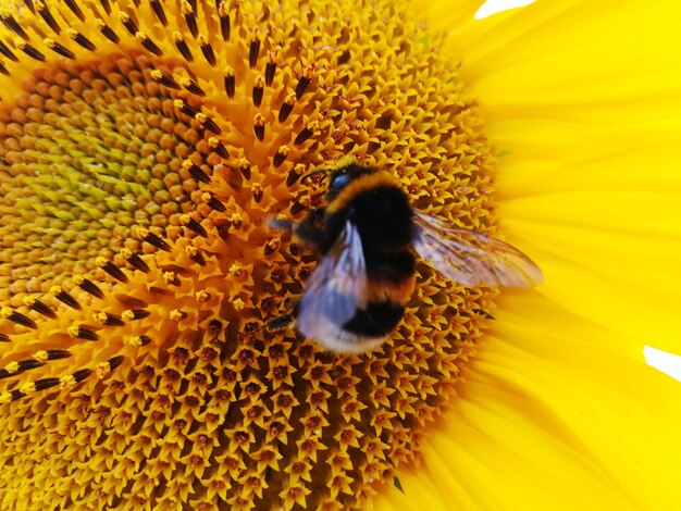 Close-up of bee on sunflower