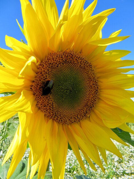 Close-up of bee on sunflower