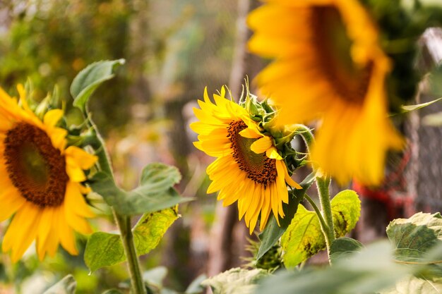 Close-up of bee on sunflower