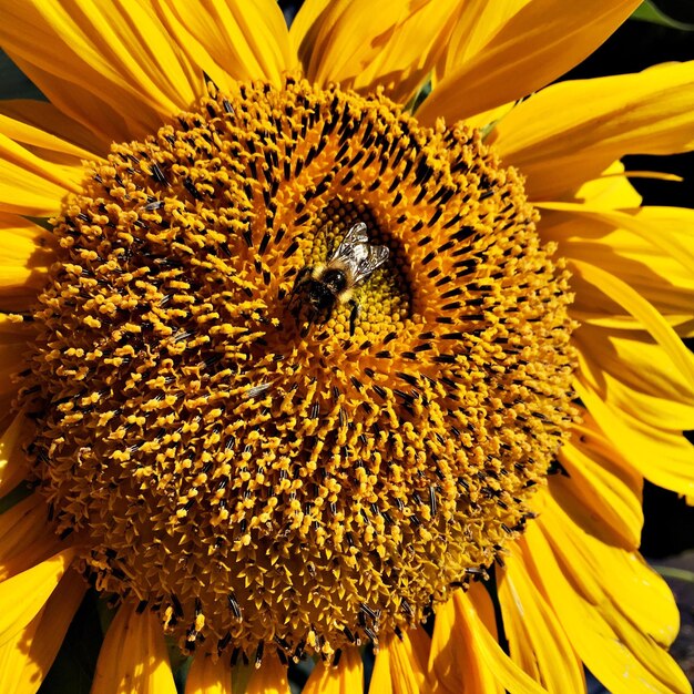 Photo close-up of bee on sunflower