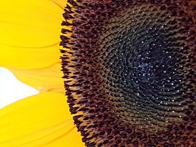 Close-up of bee on sunflower