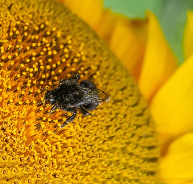 Close-up of bee on sunflower