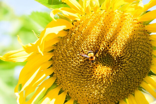 Close-up of bee on sunflower