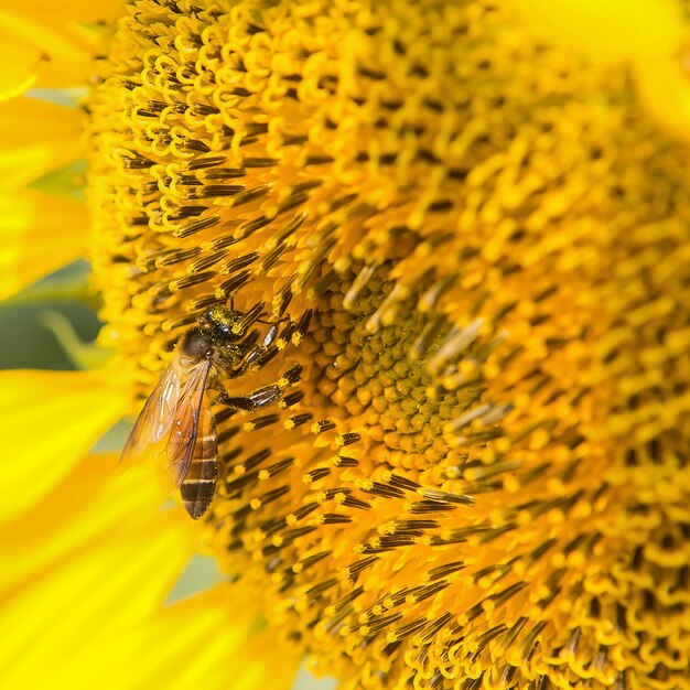 Close-up of bee on sunflower