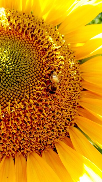 Foto prossimo piano di un'ape sul girasole