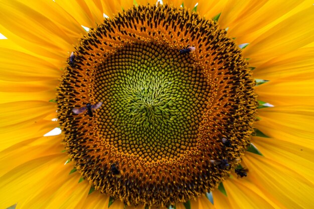 Photo close-up of bee on sunflower