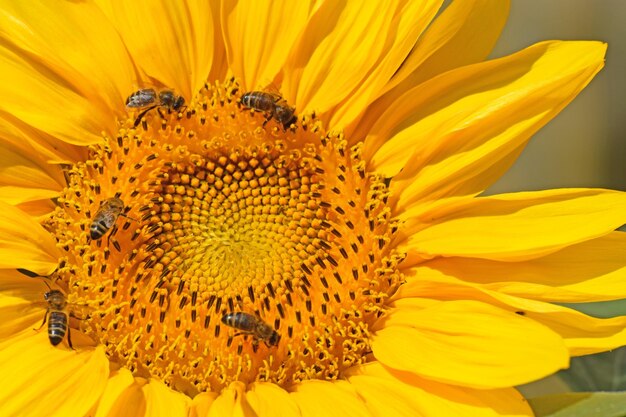 Close-up of bee on sunflower