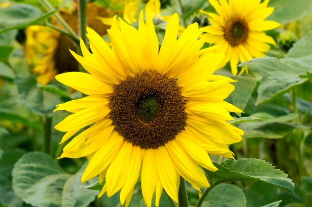 Close-up of bee on sunflower