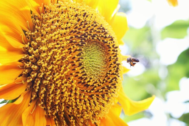 Close-up of bee on sunflower