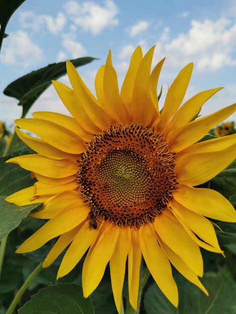 Close-up of bee on sunflower