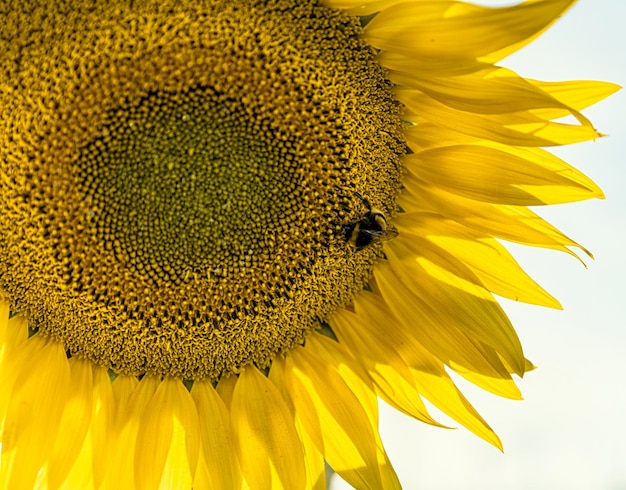 Foto prossimo piano di un'ape sul girasole