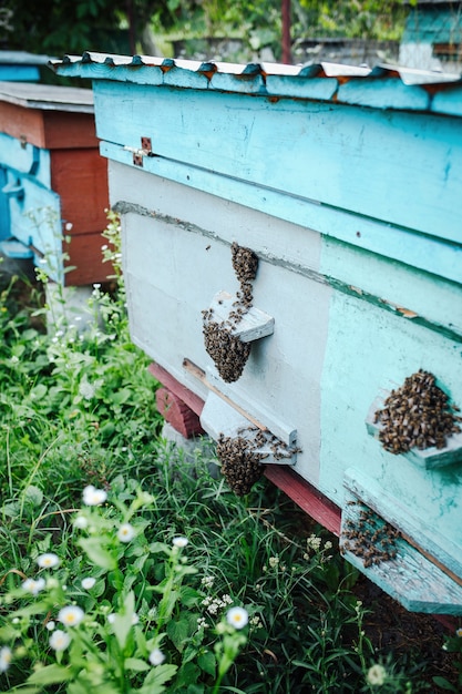 Close-up of a bee swarm on a wooden hive in an apiary.