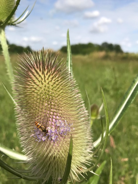 Close-up of bee on thistle against sky