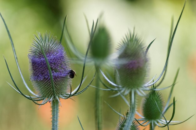 Photo close-up of bee of thistle