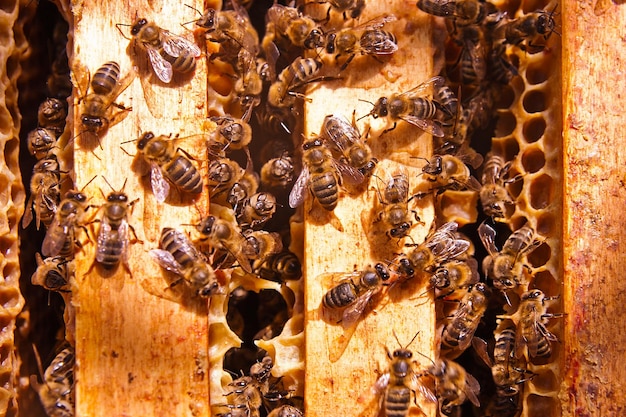 Close-up of bee on the wall