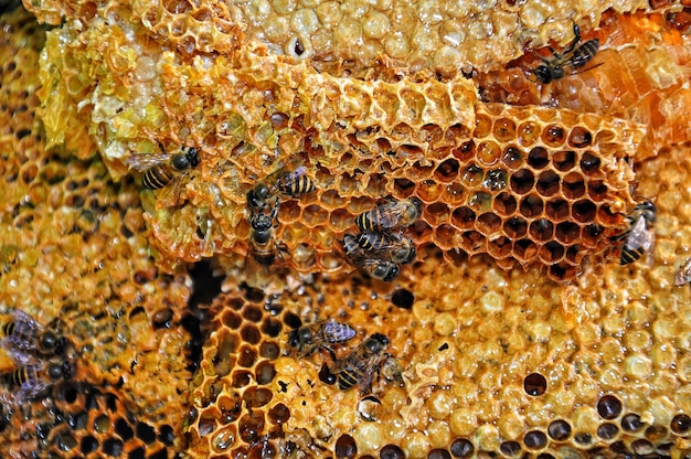 Foto close-up di un'ape sul muro