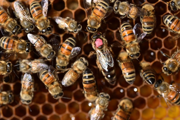 Close-up of bee on water drops