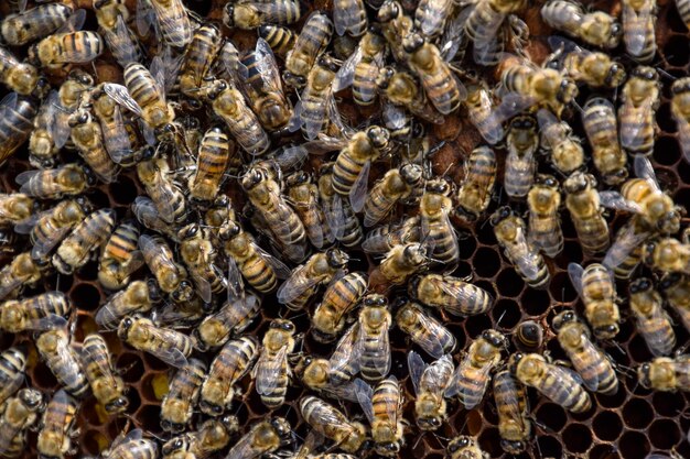 Foto prossimo piano di un'ape sull'acqua