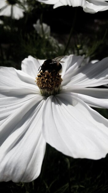 Foto close-up di un'ape su un fiore bianco